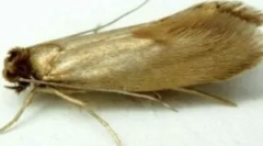 Како да се ослободите од домашен молец